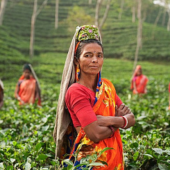 Свежая поставка чая из Индии на складе